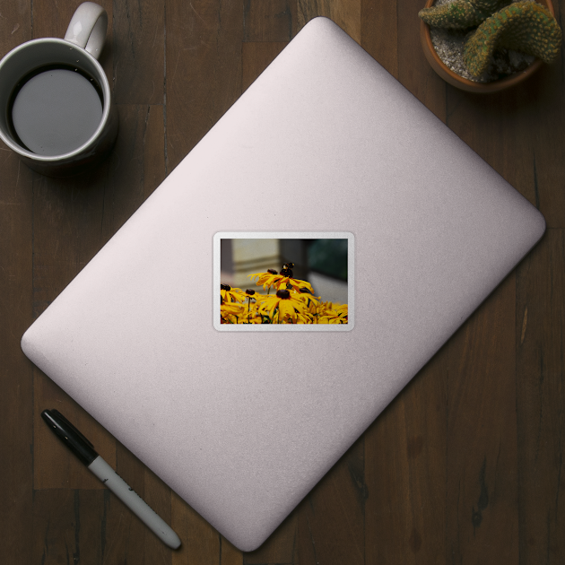 Bee on Rudbeckia Flowers by jojobob